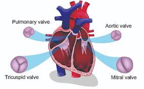 Mitral Regurgitation Treatment at Livasa Mohali - Heart Valve Repair